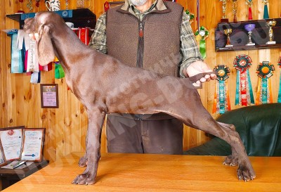 Щенок курцхаар